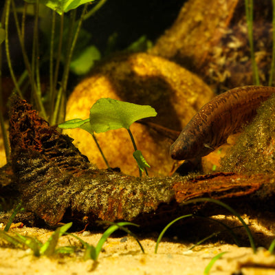 A brown South American knife fish investigates a dark brown/orange Kielmeyera lathrophyton seed pod sitting on white sandy substrate among green aquatic plants, photographed in a blackwater aquarium by Alex Bell for Betta Botanicals.