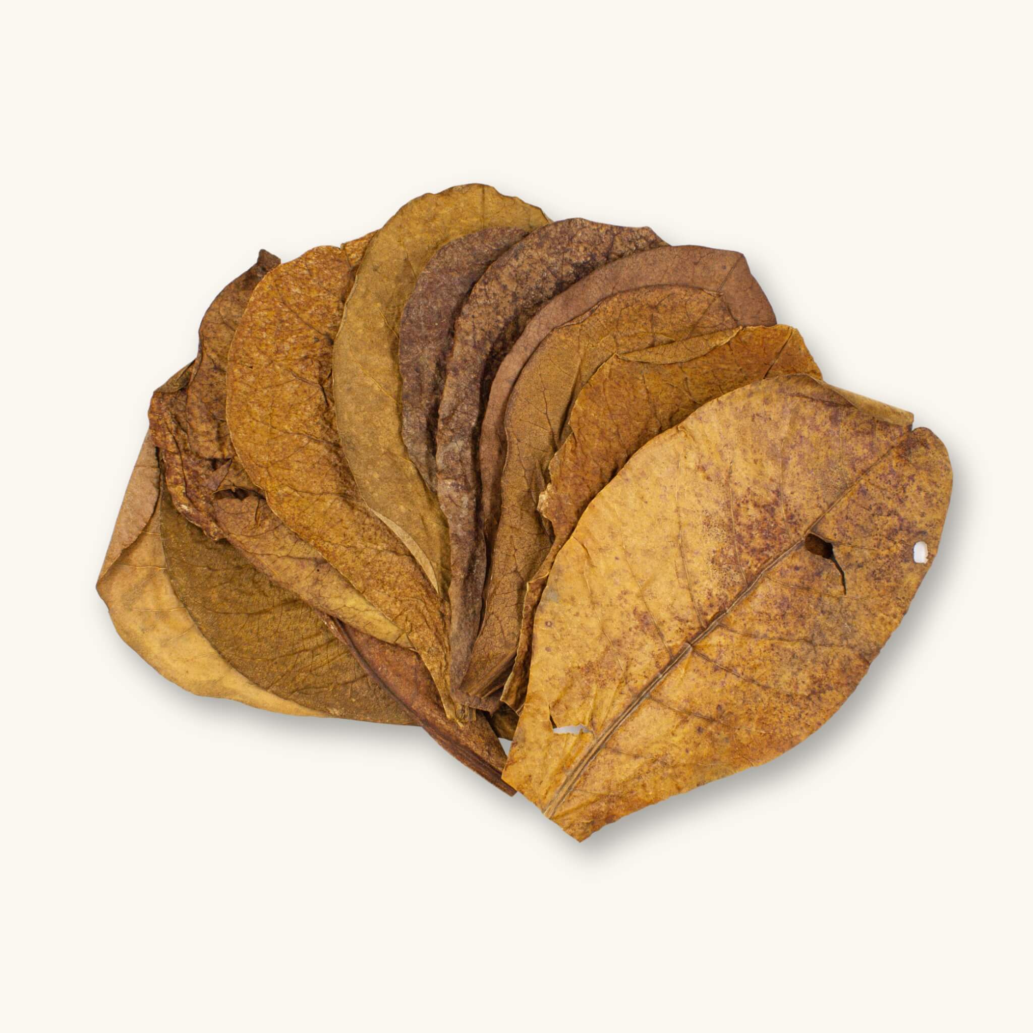 A group of 12 brown and large sea-shore grown catappa leaves for aquarium fish, photographed on a natural background at Betta Botanicals.