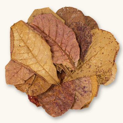 A group of tan and brown Large Indian Almond leaves (Terminalia catappa) for betta fish aquariums, photographed on a natural background at Betta Botanicals.