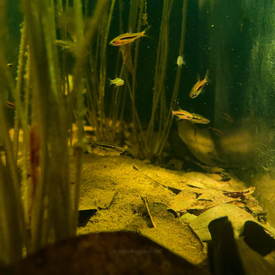 A layered leaf litter substrate of brown and tan leaves with fine detritus, supporting small schooling fish in a blackwater aquarium, photographed in situ at Betta Botanicals.