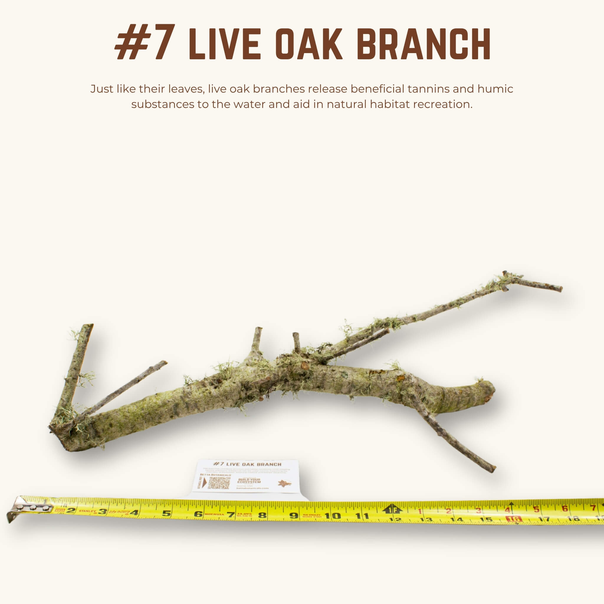 Live Oak Branches | WYSIWYG Pieces