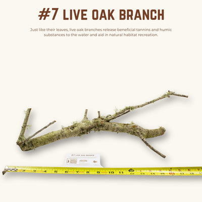 Live Oak Branches | WYSIWYG Pieces