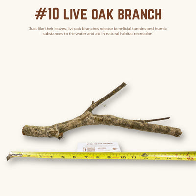 Live Oak Branches | WYSIWYG Pieces