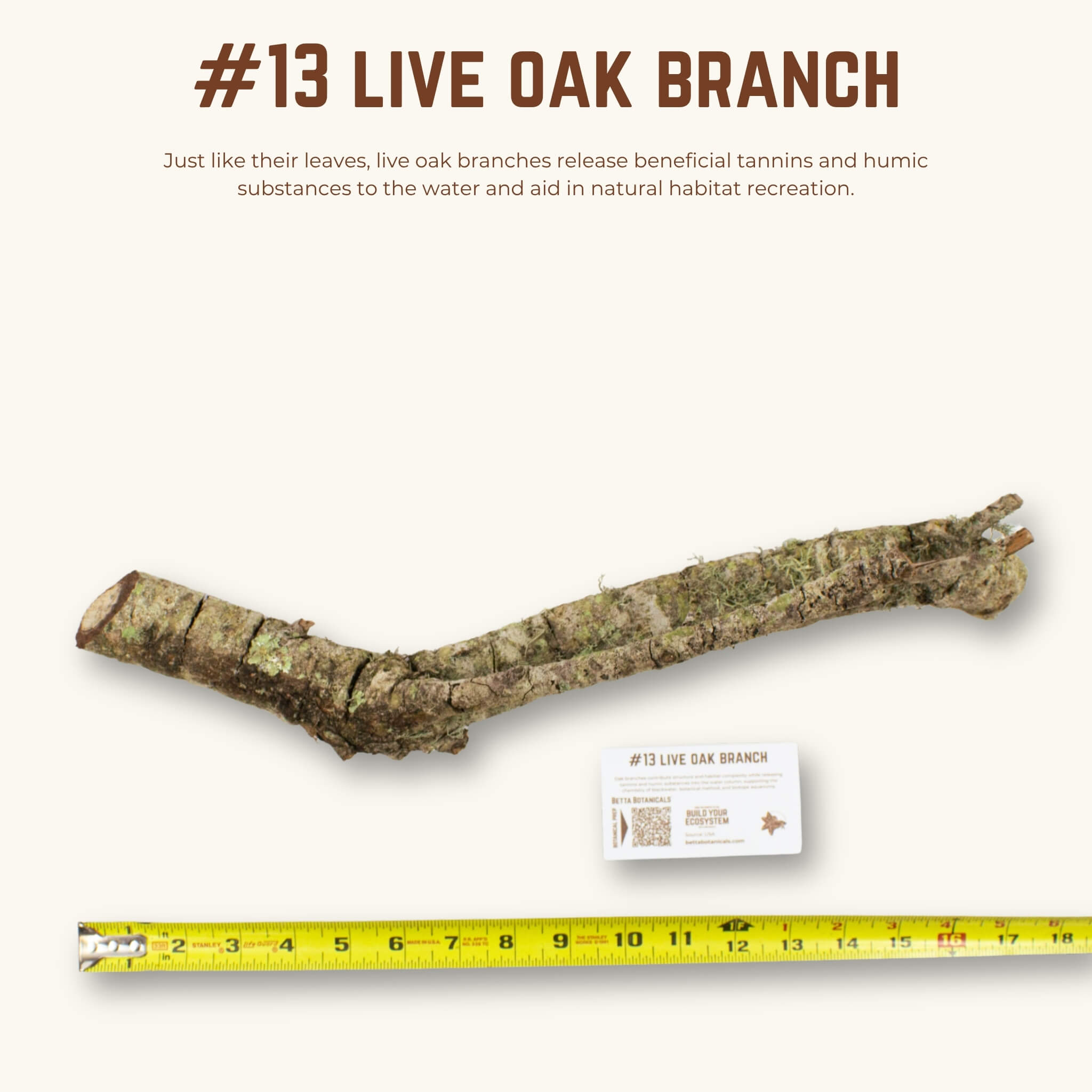 Live Oak Branches | WYSIWYG Pieces