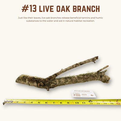 Live Oak Branches | WYSIWYG Pieces