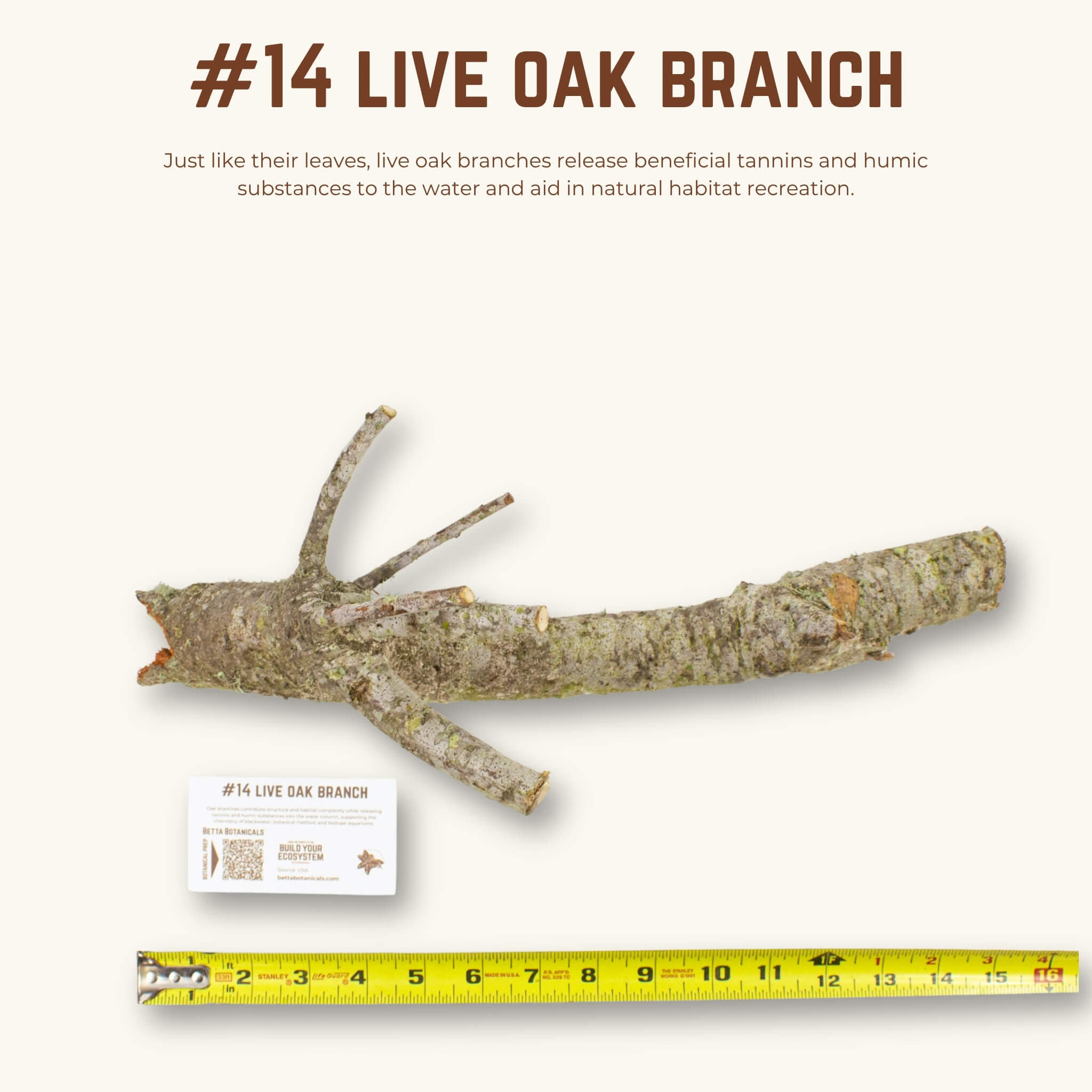 Live Oak Branches | WYSIWYG Pieces
