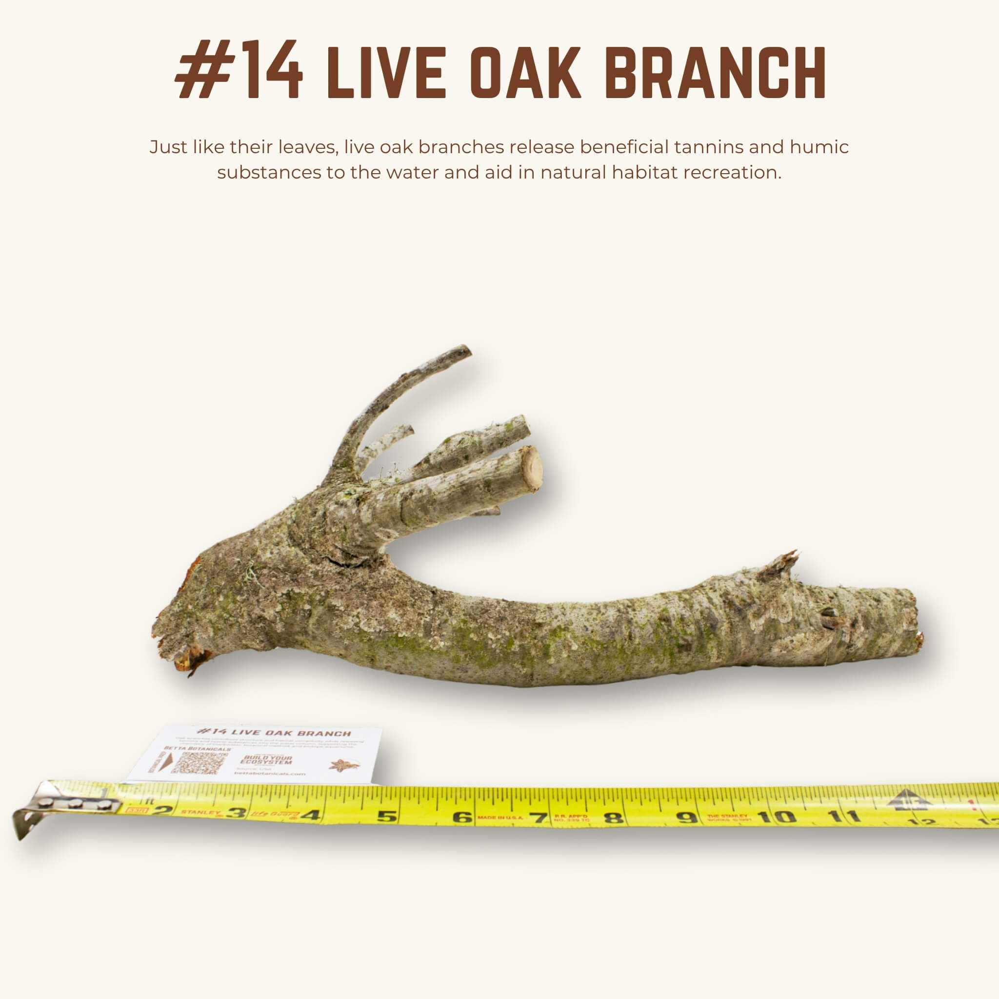 Live Oak Branches | WYSIWYG Pieces