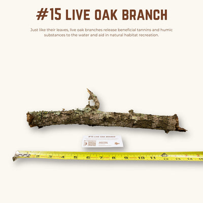 Live Oak Branches | WYSIWYG Pieces