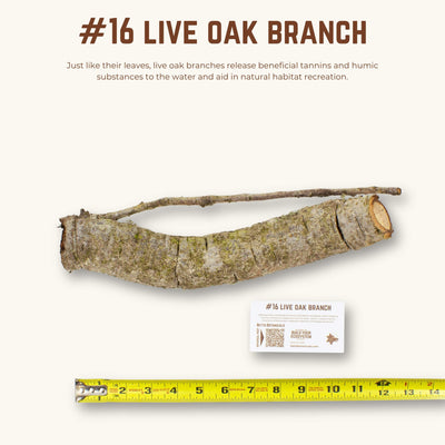 Live Oak Branches | WYSIWYG Pieces