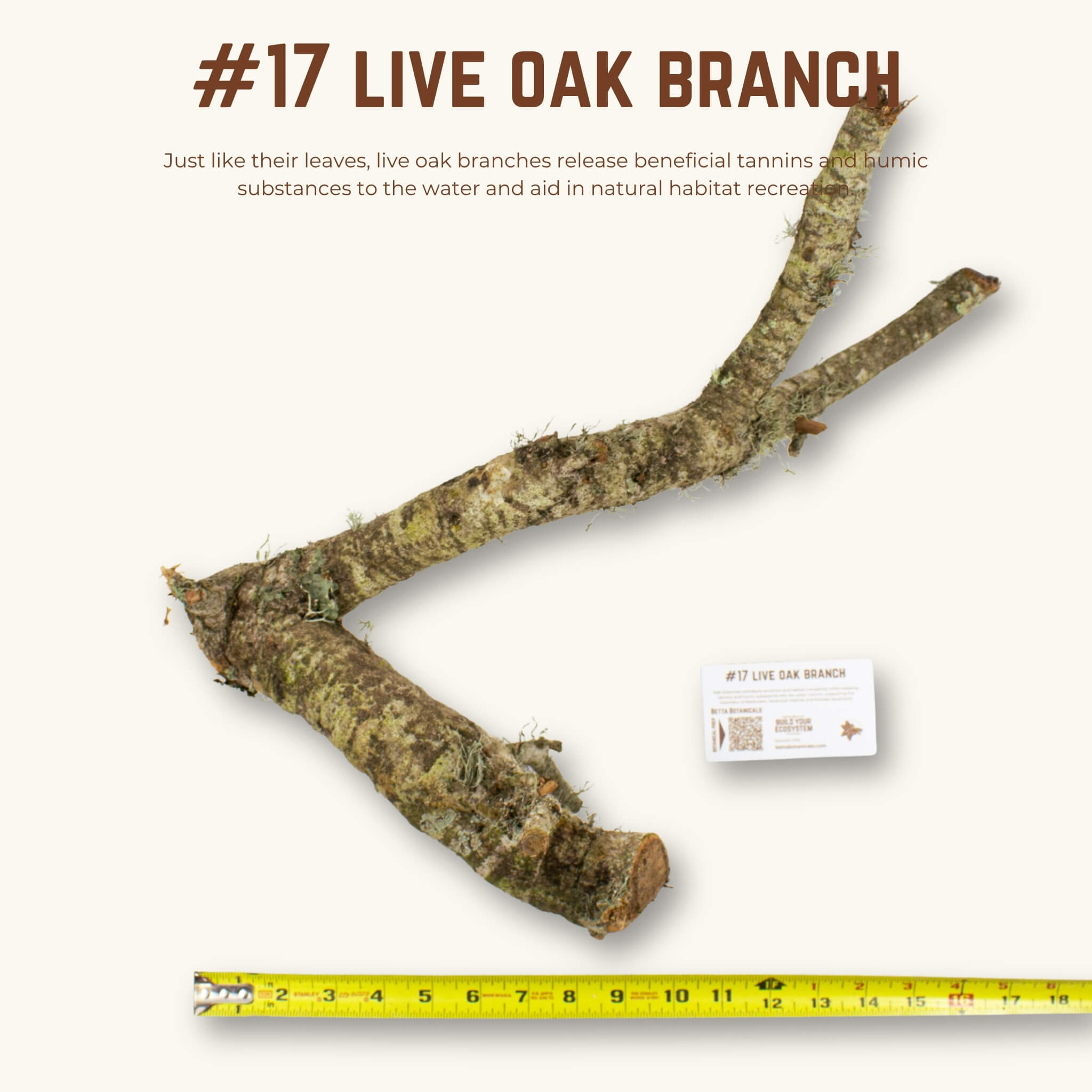 Live Oak Branches | WYSIWYG Pieces