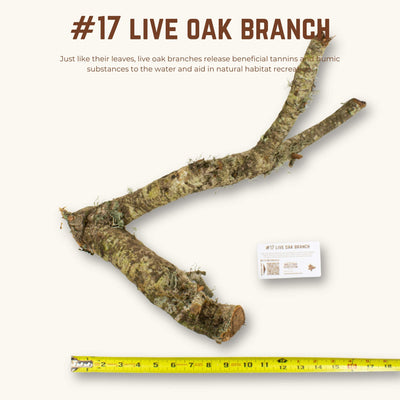 Live Oak Branches | WYSIWYG Pieces