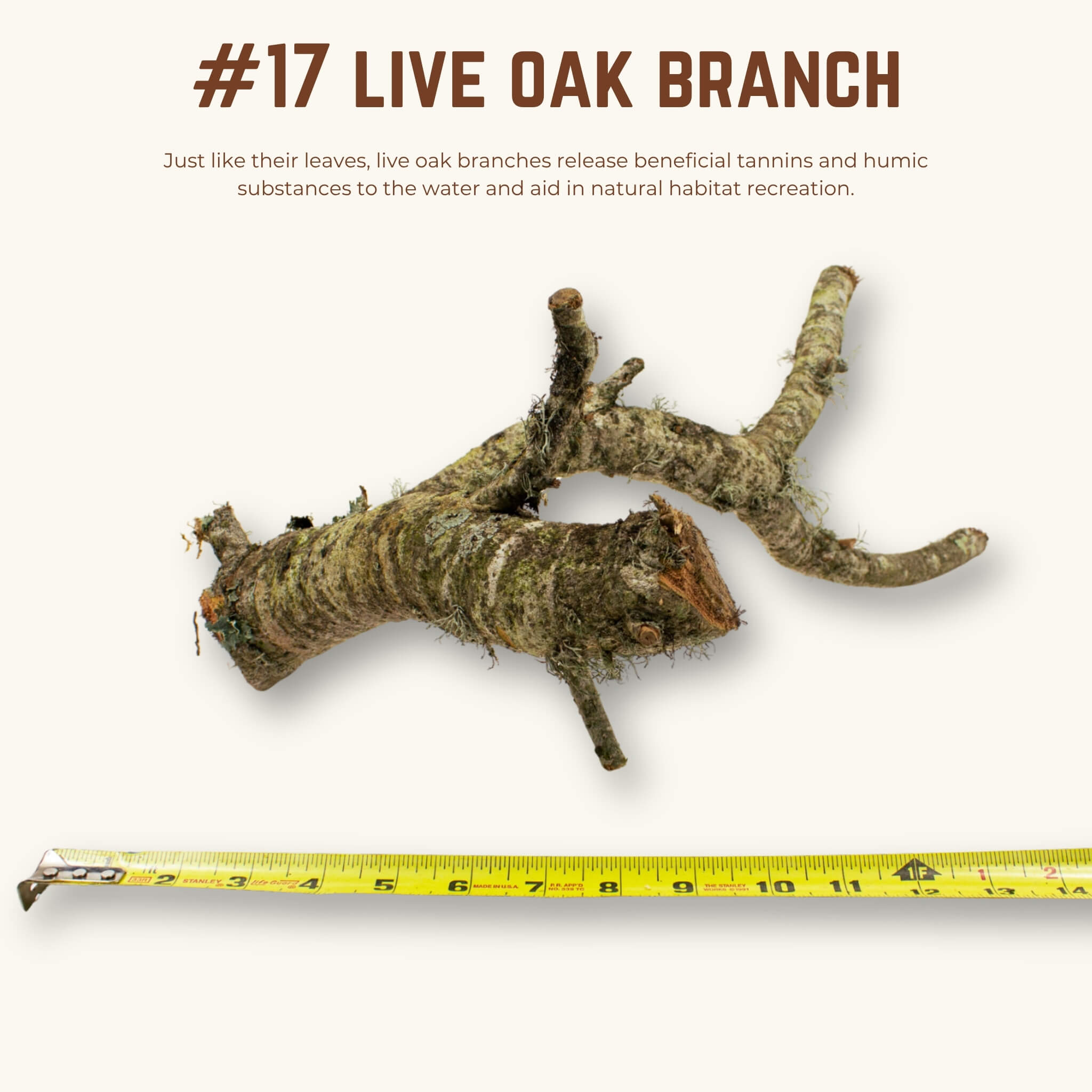 Live Oak Branches | WYSIWYG Pieces
