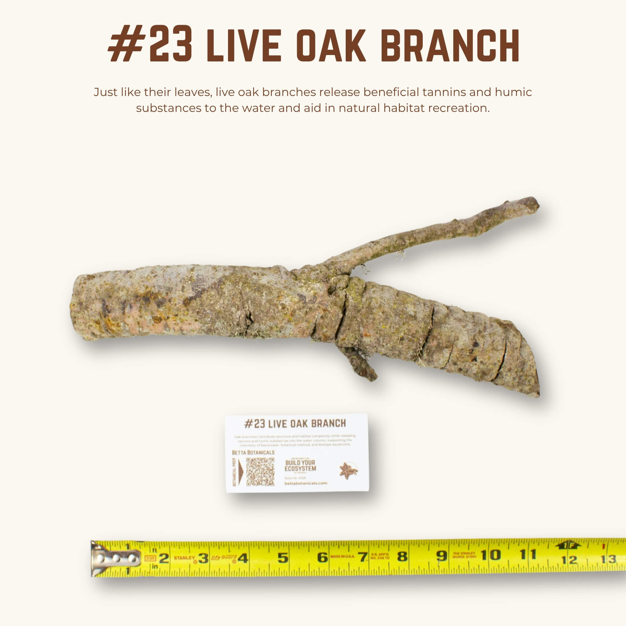 Live Oak Branches | WYSIWYG Pieces