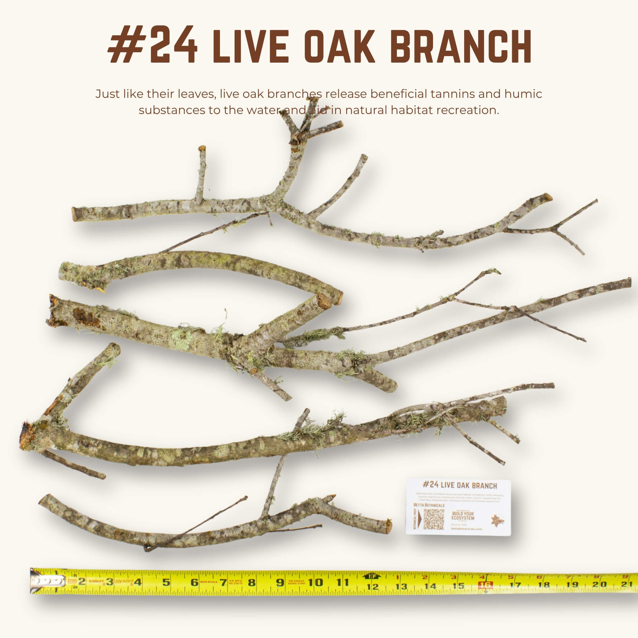 Live Oak Branches | WYSIWYG Pieces