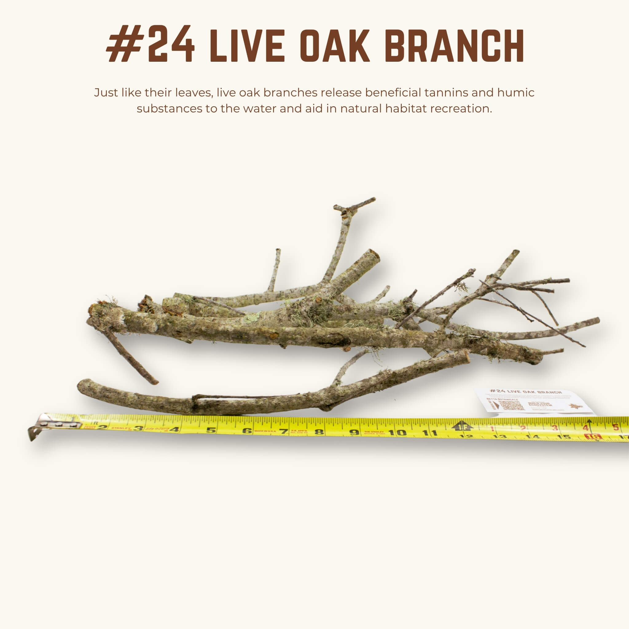 Live Oak Branches | WYSIWYG Pieces