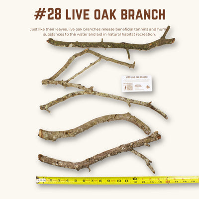 Live Oak Branches | WYSIWYG Pieces
