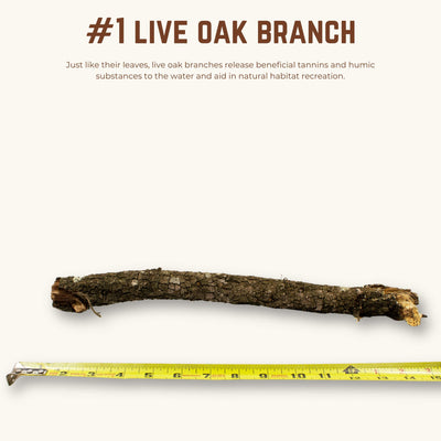 Live Oak Branches | WYSIWYG Pieces