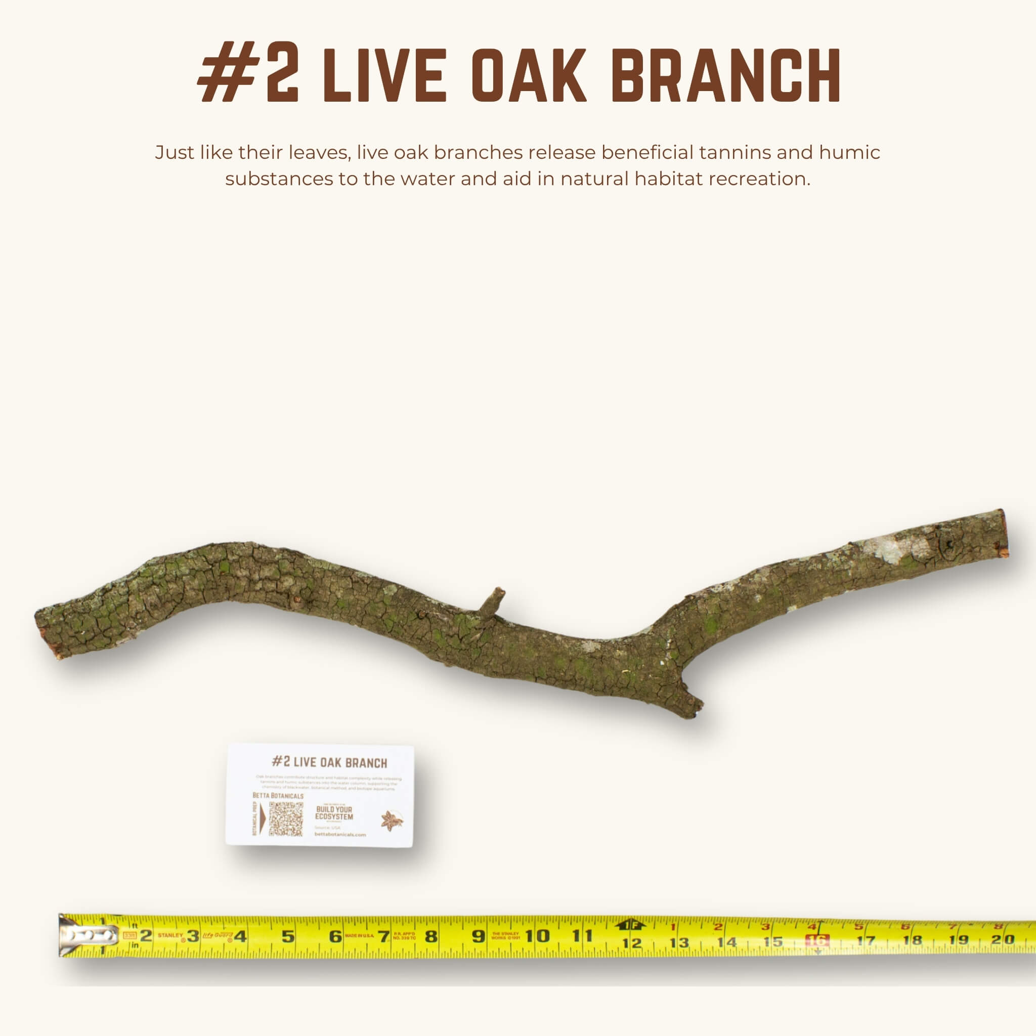 Live Oak Branches | WYSIWYG Pieces