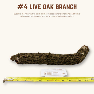 Live Oak Branches | WYSIWYG Pieces