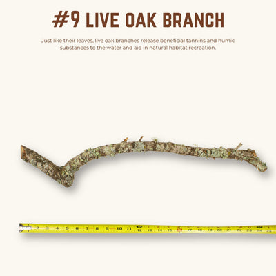 Live Oak Branches | WYSIWYG Pieces