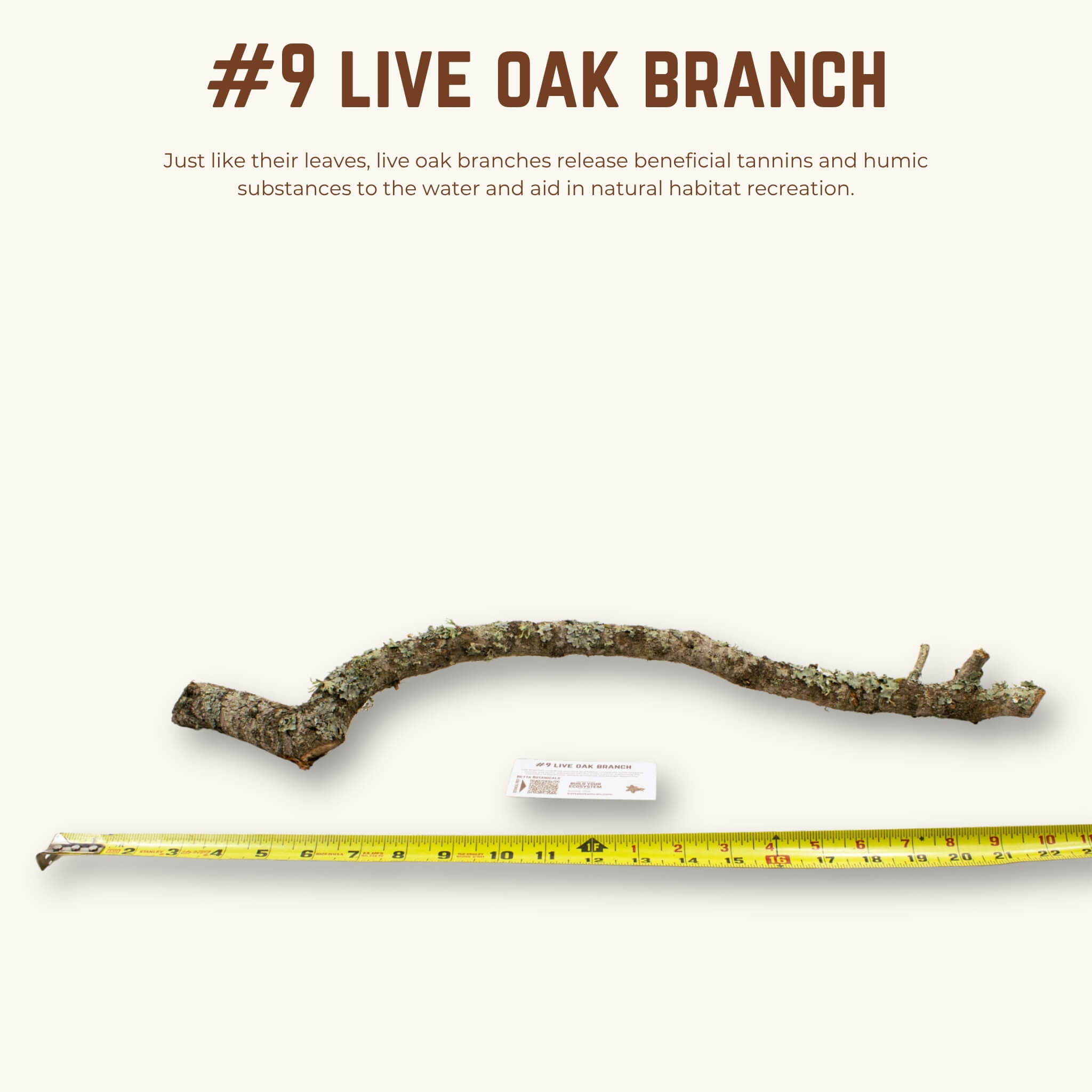 Live Oak Branches | WYSIWYG Pieces
