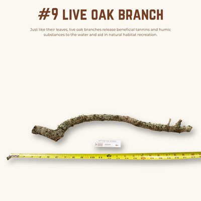Live Oak Branches | WYSIWYG Pieces