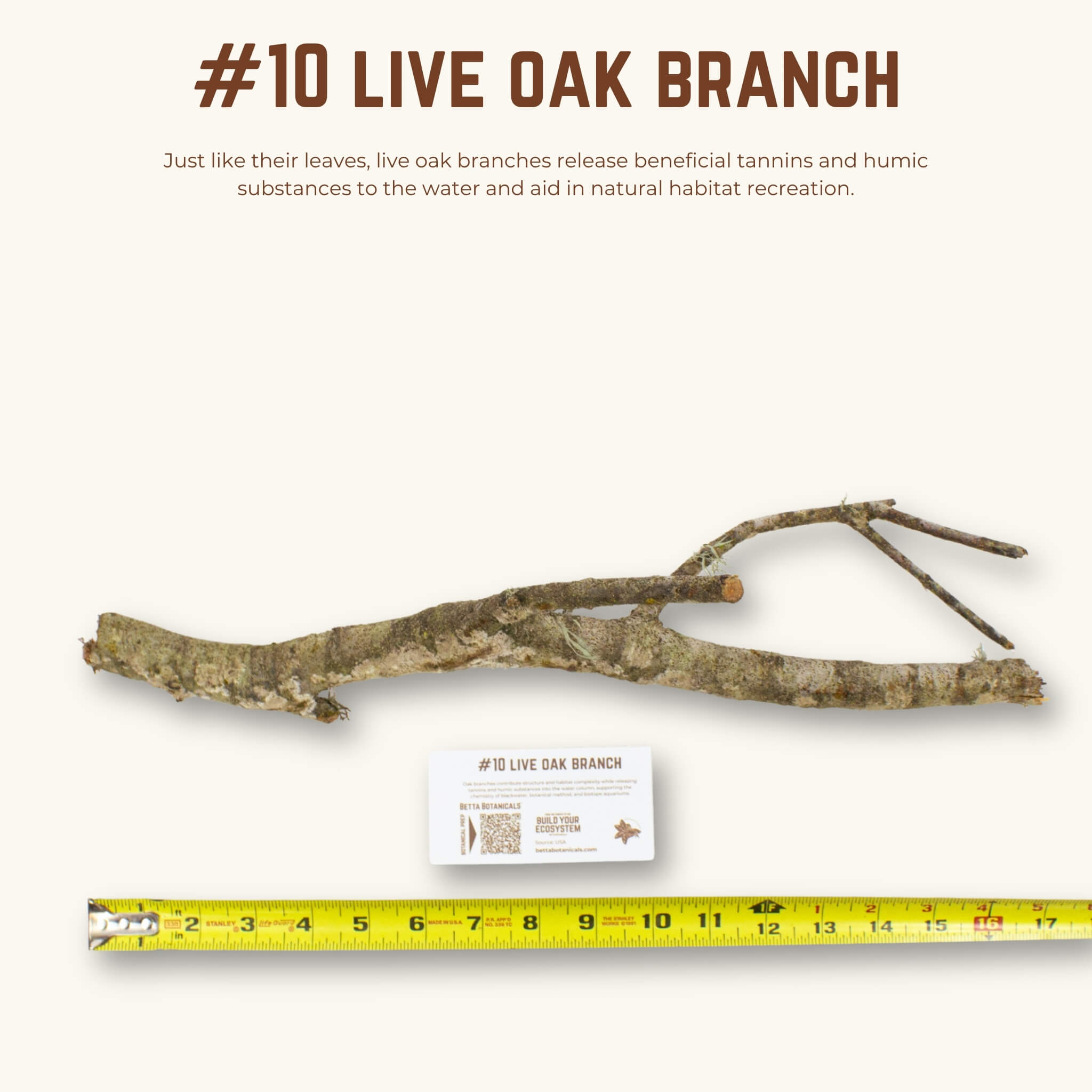 Live Oak Branches | WYSIWYG Pieces