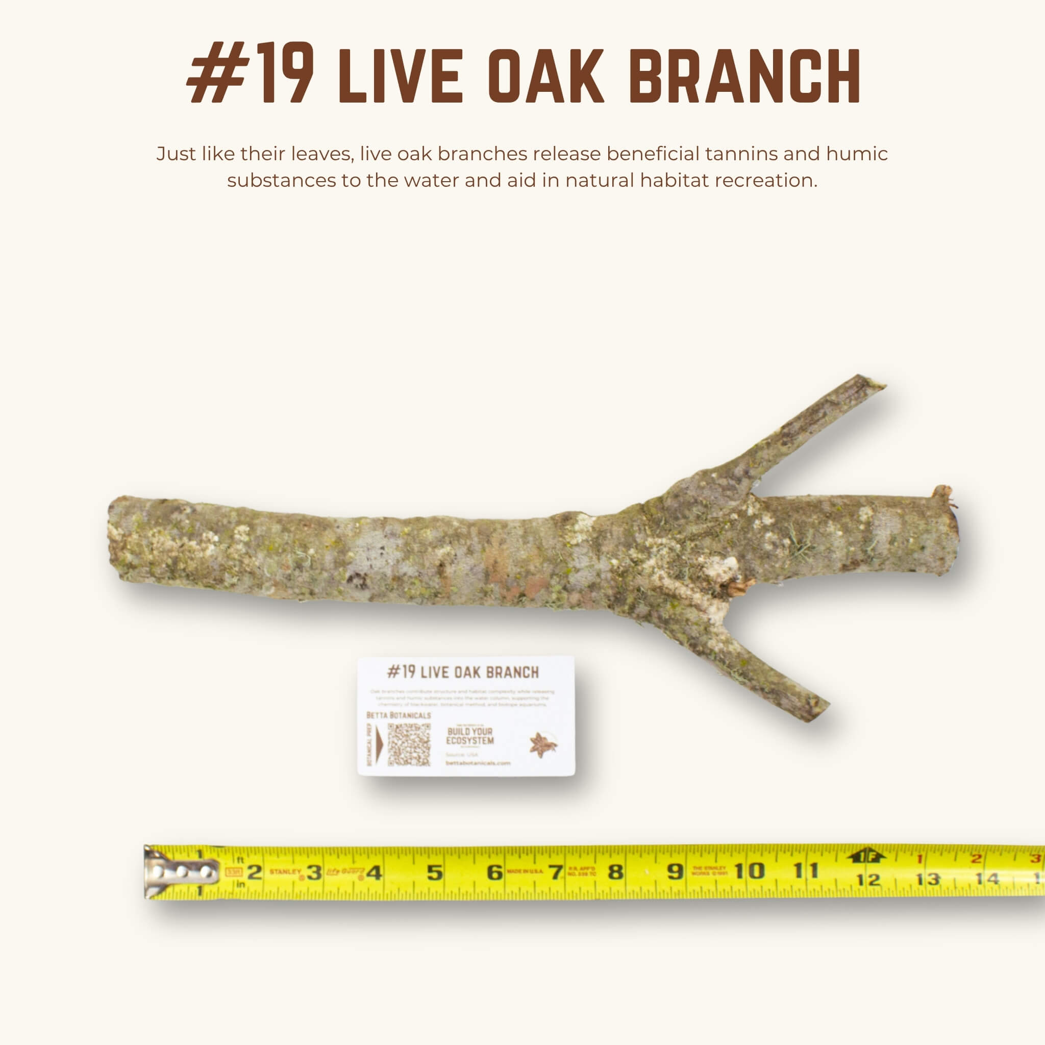 Live Oak Branches | WYSIWYG Pieces