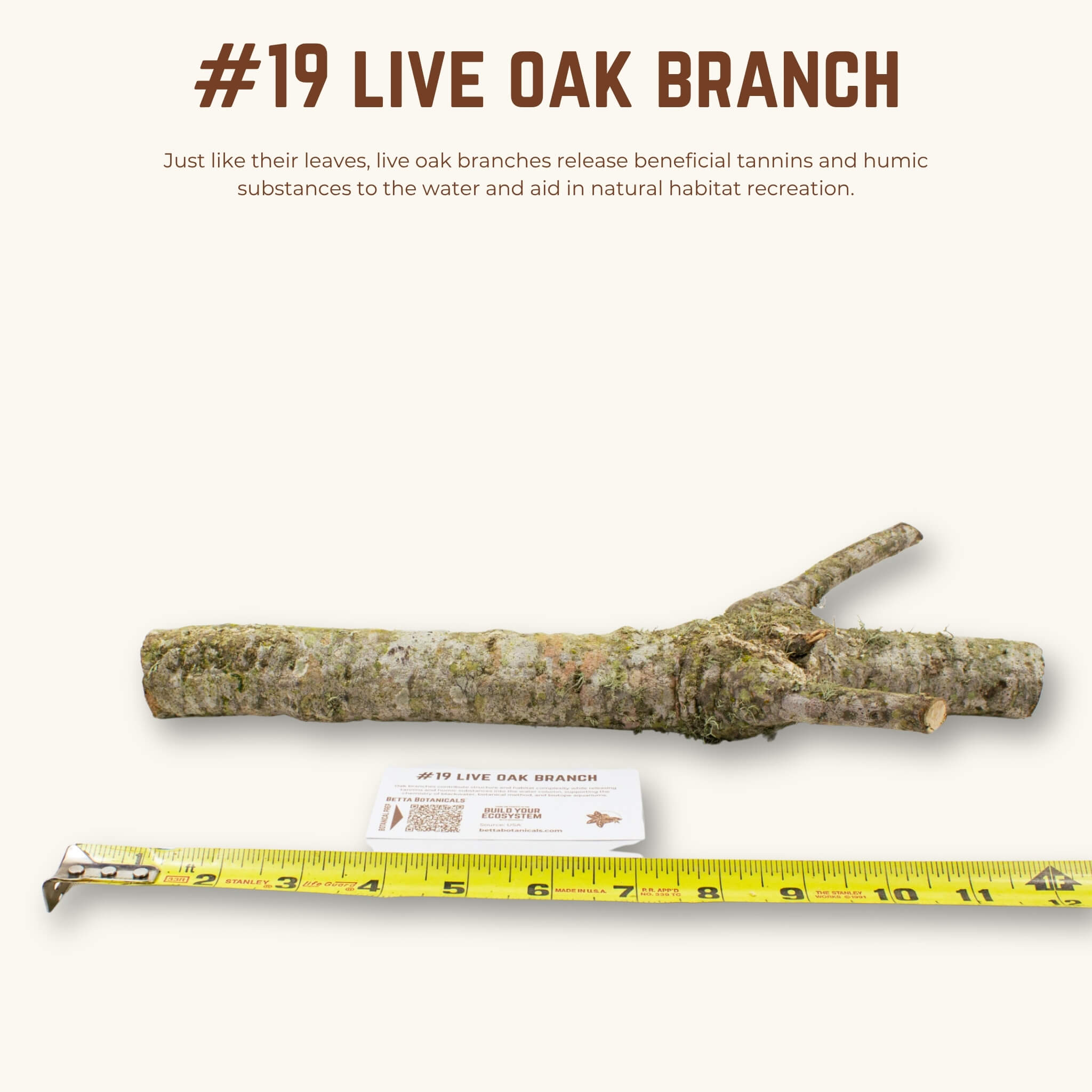 Live Oak Branches | WYSIWYG Pieces