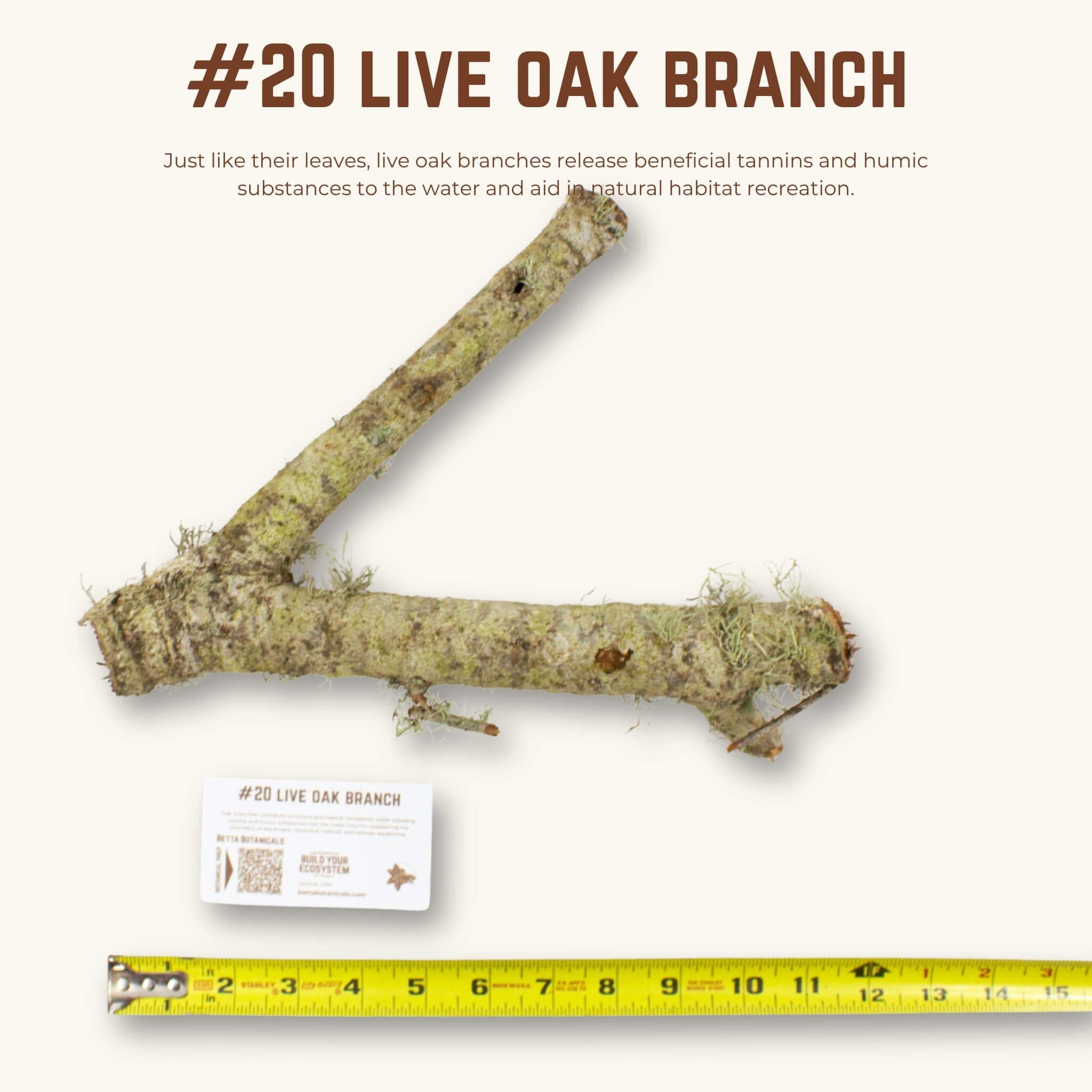 Live Oak Branches | WYSIWYG Pieces