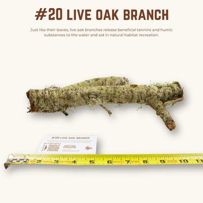 Live Oak Branches | WYSIWYG Pieces