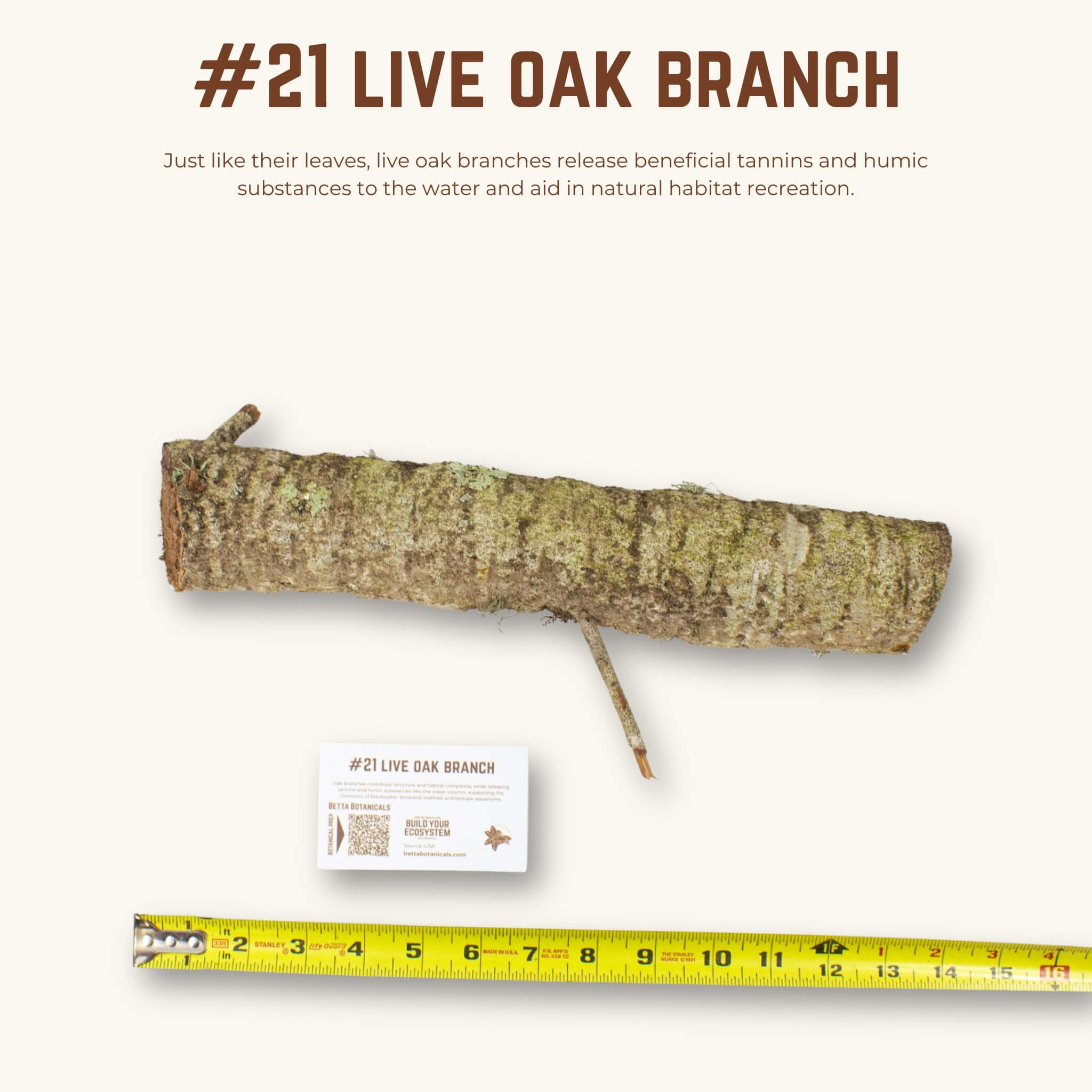 Live Oak Branches | WYSIWYG Pieces