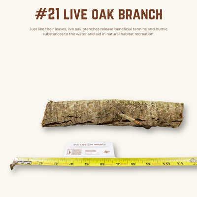 Live Oak Branches | WYSIWYG Pieces