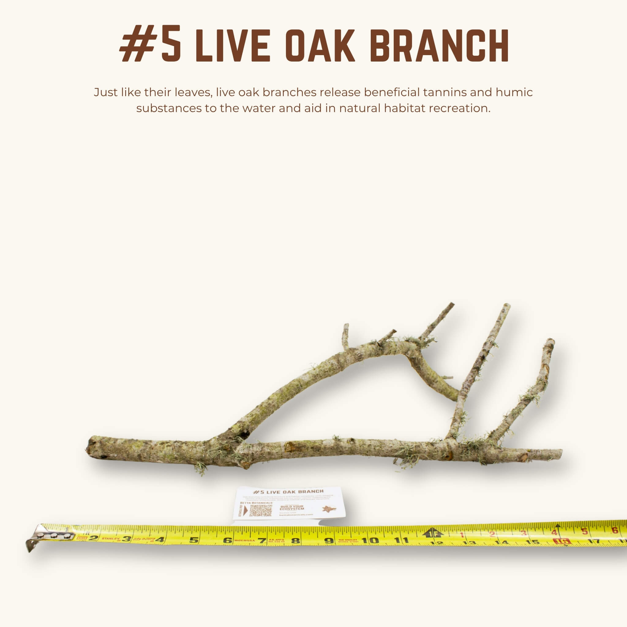 Live Oak Branches | WYSIWYG Pieces