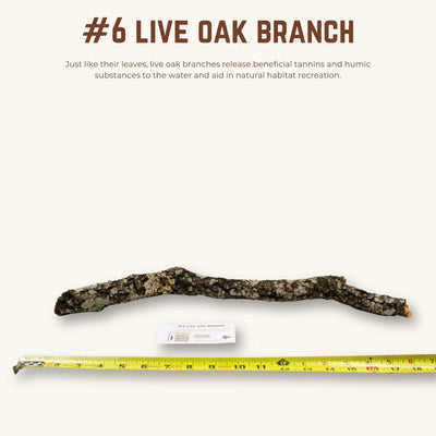 Live Oak Branches | WYSIWYG Pieces