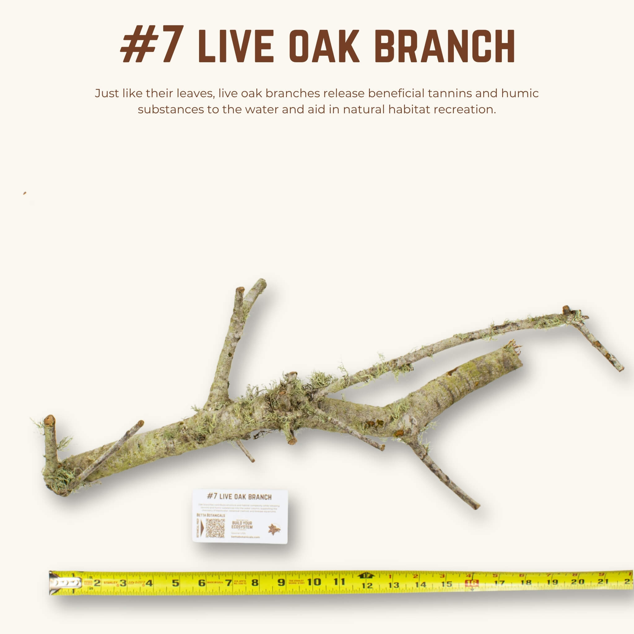 Live Oak Branches | WYSIWYG Pieces