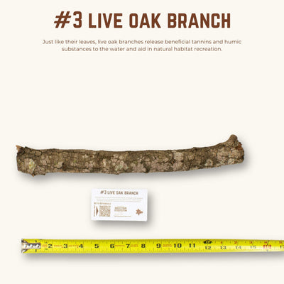Live Oak Branches | WYSIWYG Pieces