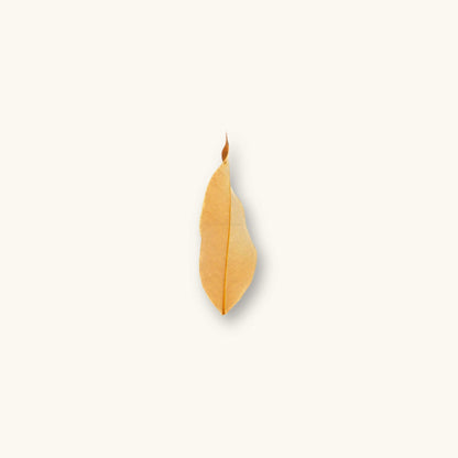 A single brown Longan leaf (Dimocarpus longan Lour) for blackwater aquariums, photographed on a natural background at Betta Botanicals.