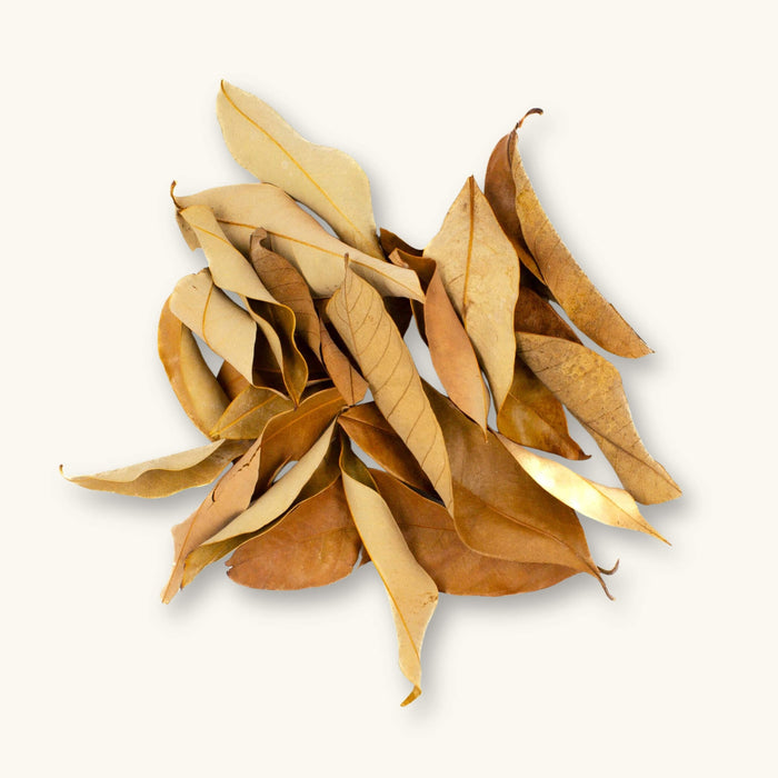 A group of golden-brown Longan leaves (Dimocarpus longan Lour) for blackwater aquariums, photographed on a natural background at Betta Botanicals.