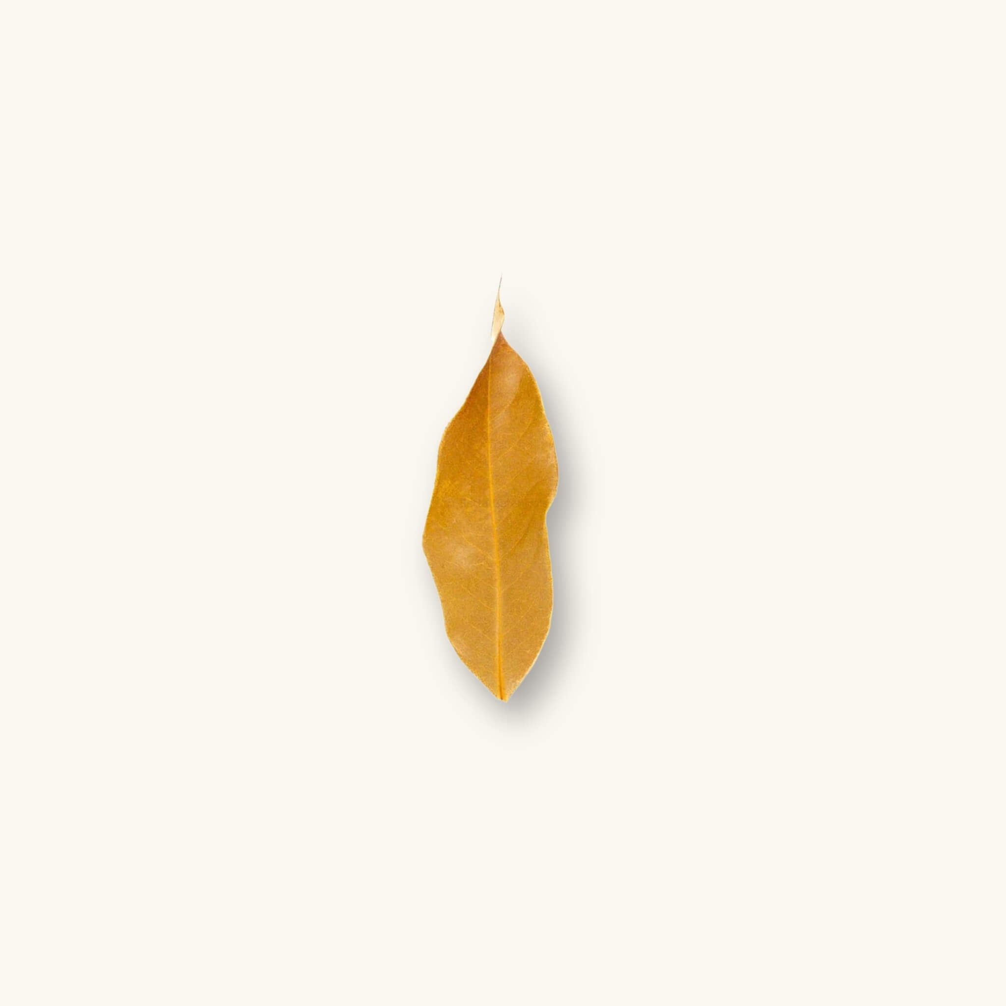A narrow, golden-brown Longan leaf (Dimocarpus longan Lour) for vivariums, photographed on a natural background at Betta Botanicals.