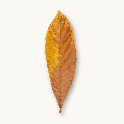 A single dried golden loquat leaf (Eriobotrya japonica) for blackwater aquariums, photographed on a natural background at Betta Botanicals.