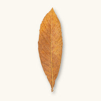 A single golden-brown loquat leaf (Eriobotrya japonica) for biotope aquariums, photographed on a natural background at Betta Botanicals.