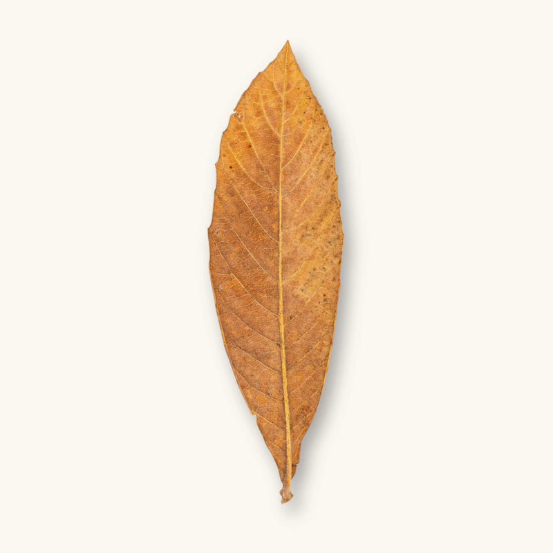A single golden-brown loquat leaf (Eriobotrya japonica) for biotope aquariums, photographed on a natural background at Betta Botanicals.