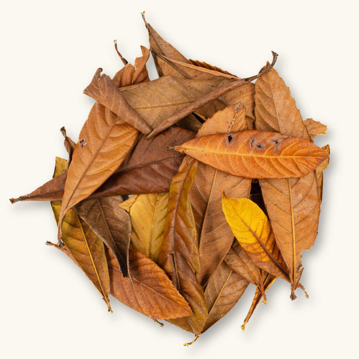 A collection of brown and orange loquat leaves (Eriobotrya japonica) for dart frog vivariums, photographed on a natural background at Betta Botanicals.