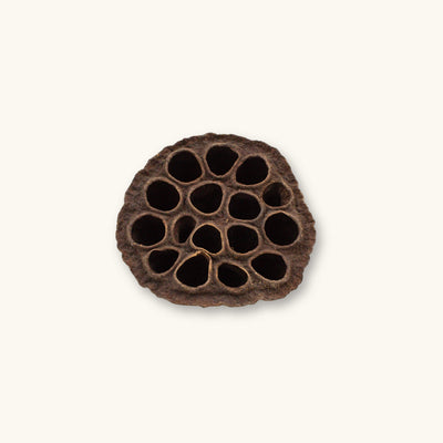 A single brown fibrous lotus seed pod with many round hollow cavities for planted aquariums, photographed on a natural background at Betta Botanicals.