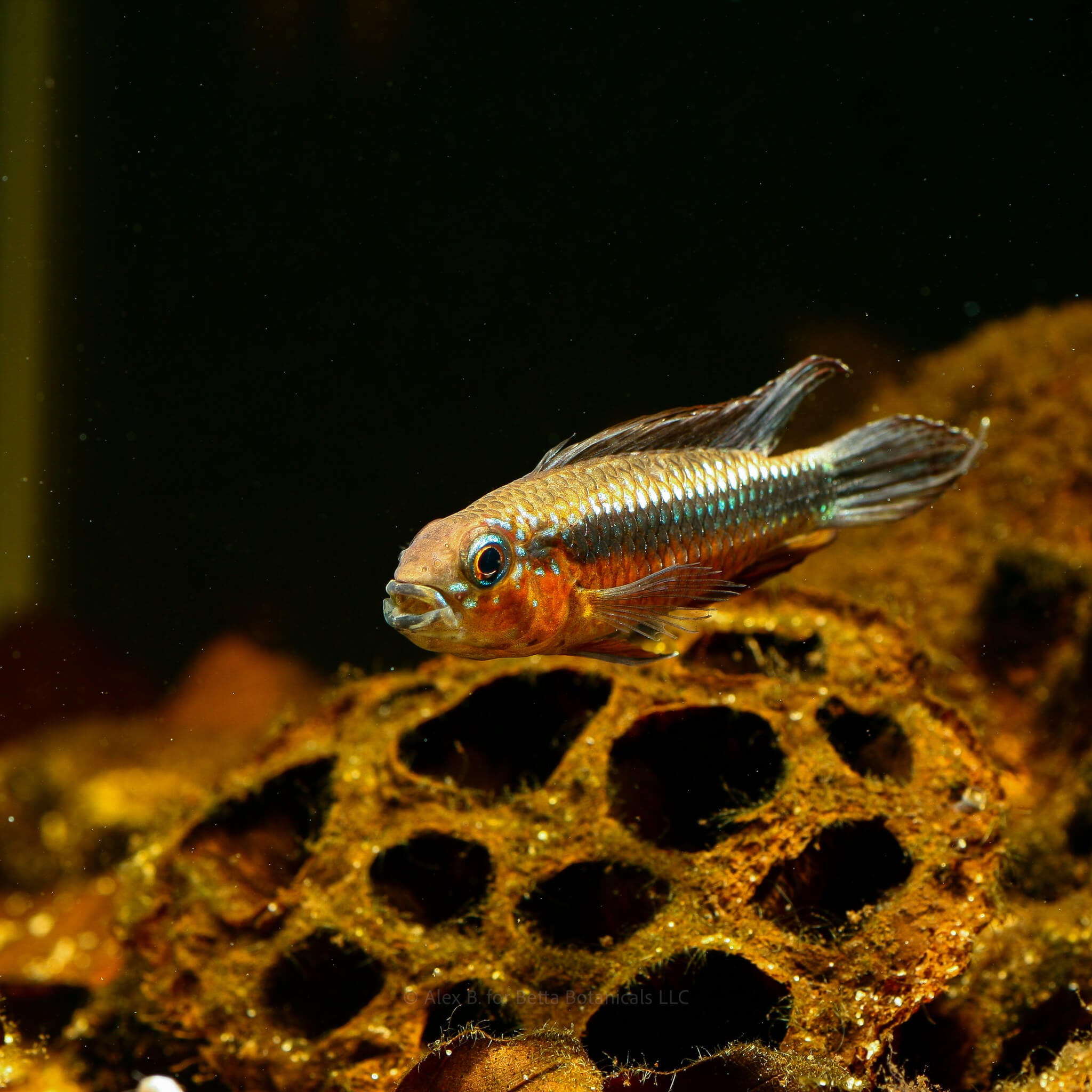 A single lotus seed pod in a blackwater aquarium with a red, black, blue, and green apistogramma fish swimming in brown tinted water at Betta Botanicals.