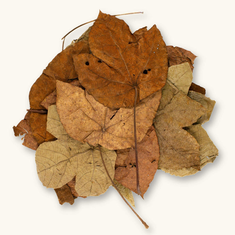 A group of large brown and golden Macaranga leaves (Macaranga triloba) for blackwater aquariums, photographed on a natural background at Betta Botanicals.