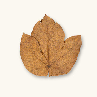 Hand-collected Indonesian Macaranga leaves (Macaranga triloba) with earthy brown and golden tones for blackwater aquariums, photographed on a natural background at Betta Botanicals.