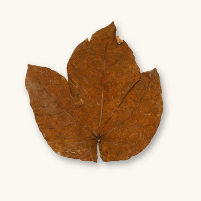 Detailed dried Macaranga leaves (Macaranga triloba) in shades of tan and yellow-brown for blackwater aquariums, photographed on a natural background at Betta Botanicals.