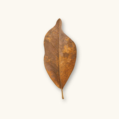 A dark brown magnolia leaf (Magnolia grandiflora) showing natural weathering for aquariums, photographed on a natural background at Betta Botanicals.